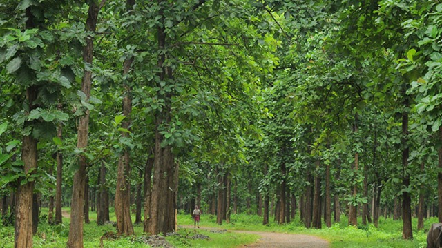 Teak- a Quality Wood